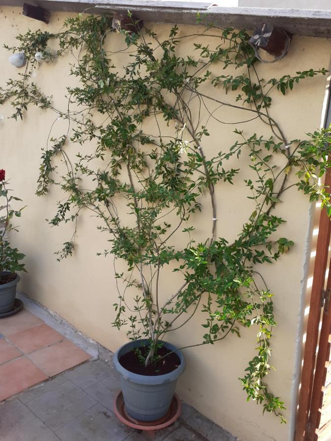 17 Flats And Roof Garden Leilighet Athen Eksteriør bilde